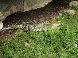 El hecho sucedió en una playa de un hotel privado en la zona Marina Vallarta. EL INFORMADOR / ARCHIVO