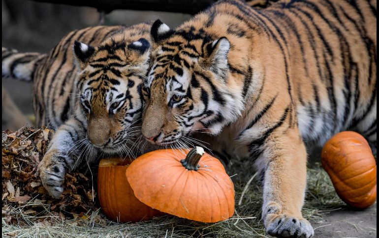 Dos tigres siberianos inspeccionan calabazas rellenas de carne en el zoológico Tierpark Hagenbeck en la ciudad alemana de Hamburgo. AFP/DPA/A. Heimken
