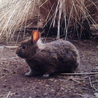 El conejo teporingo, extinto en el Nevado de Toluca: investigación