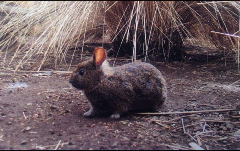 La subcoordinadora del Conabio de la UNAM, Esther Quintero Rivero, indica que cada vez tenemos menos hábitat para la especie, porque se está destruyendo para meter cultivos, sobre todo papa, lo que genera una cascada de consecuencias. NTX / ARCHIVO