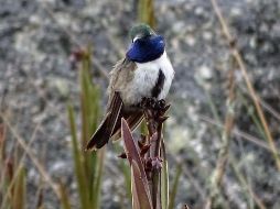 Hacía 30 años que Ecuador no registraba un nuevo descubrimiento de colibrí. TWITTER/@AukJournal