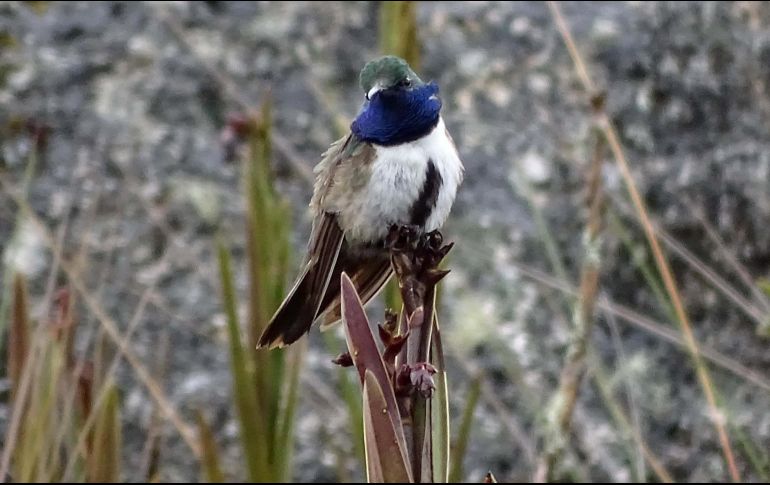 Hacía 30 años que Ecuador no registraba un nuevo descubrimiento de colibrí. TWITTER/@AukJournal