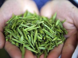 El té verde y negro, la cúrcuma y la granada inhiben la proliferación de las células del cáncer de mama y próstata. AP / ARCHIVO