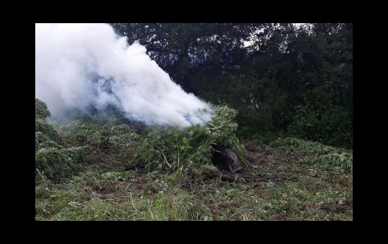 Estiman que la altura de las plantas era de dos metros y medio. ESPECIAL/FISCALÍA