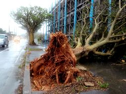 Los trenes de alta velocidad fueron suspendidos y cerca de mil vuelos se cancelaron. EFE / H. Maeshiro