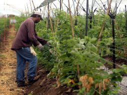 En el año 2012 se contaba en Jalisco con dos mil 128 hectáreas de estos cultivos y para 2017 se cerró con seis mil 418 hectáreas sembradas de berries. EL INFORMADOR/ ARCHIVO