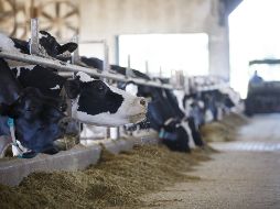 Los productores canadienses fueron duramente críticos con el gobierno del primer ministro Justin Trudeau por ceder a las demandas de Estados Unidos. AFP/ C. Burston