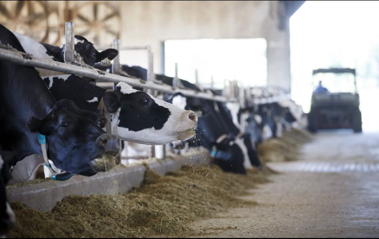 Los productores canadienses fueron duramente críticos con el gobierno del primer ministro Justin Trudeau por ceder a las demandas de Estados Unidos. AFP/ C. Burston