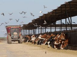  Canadá logró mantener su sistema de cuotas y tarifas a la leche importada, que van desde 150 a 298%, hecho irritante para el presidente Donald Trump. AP/ ARCHIVO