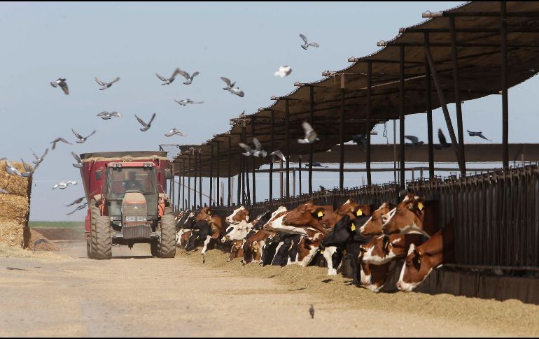  Canadá logró mantener su sistema de cuotas y tarifas a la leche importada, que van desde 150 a 298%, hecho irritante para el presidente Donald Trump. AP/ ARCHIVO
