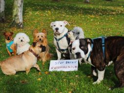 Señalan que el Brexit será desastroso para los animales de compañía, debido al alza en precio de cuidados, alimentos, o final de pasaporte europeo que les permite viajar con sus dueños por el continente. TWITTER / @wooferendum