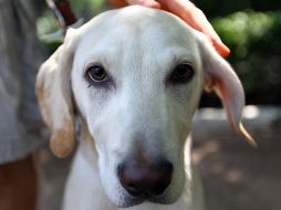 Los perros adoptados son los más agradecidos, por haberles dado una segunda oportunidad. NTX / ARCHIVO