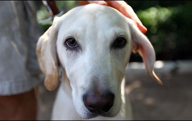 Los perros adoptados son los más agradecidos, por haberles dado una segunda oportunidad. NTX / ARCHIVO