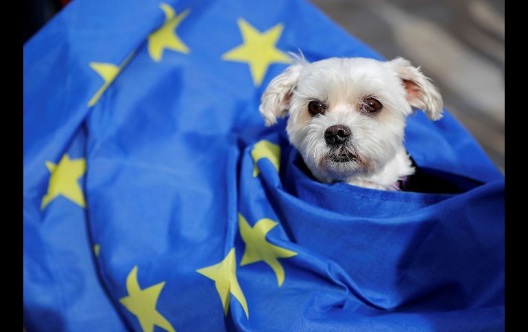 El cambo implicará más burocracia para los dueños de animales y prever los viajes con mayor antelación.