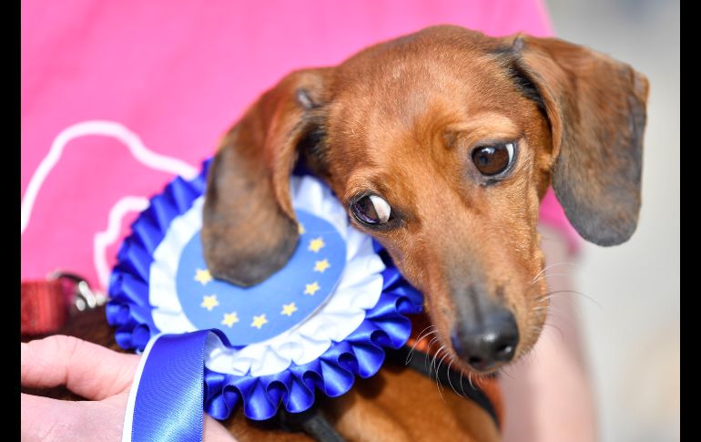 Se observaron varias razas, desde corgi y beagle hasta huskies y un leonberger gigante.
