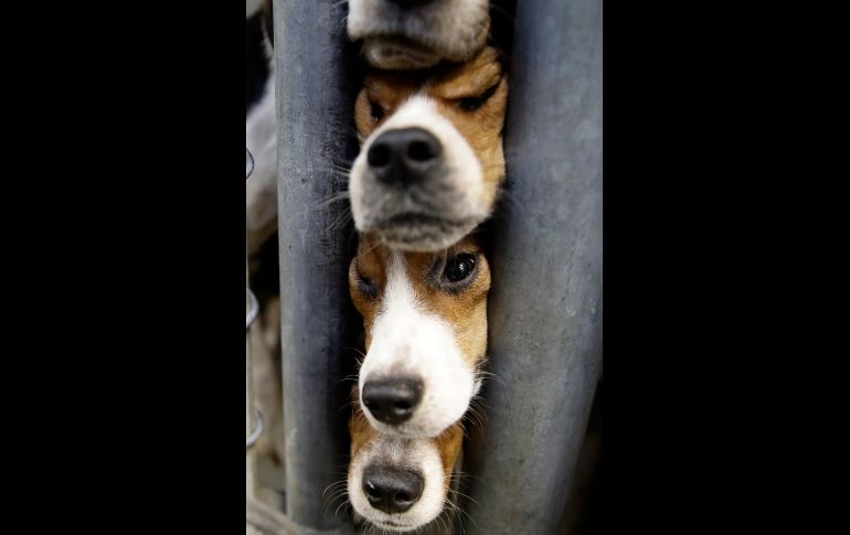 Policías acudieron a la vivienda en el estado de Pennsylvania tras quejas por ruidos e informaron que una mujer los había estado criando y vendiendo sin contar con la licencia correspondiente.  Tras la muerte de la mujer el mes pasado, su compañero y dueño de la vivienda quedó a cargo de los perros.