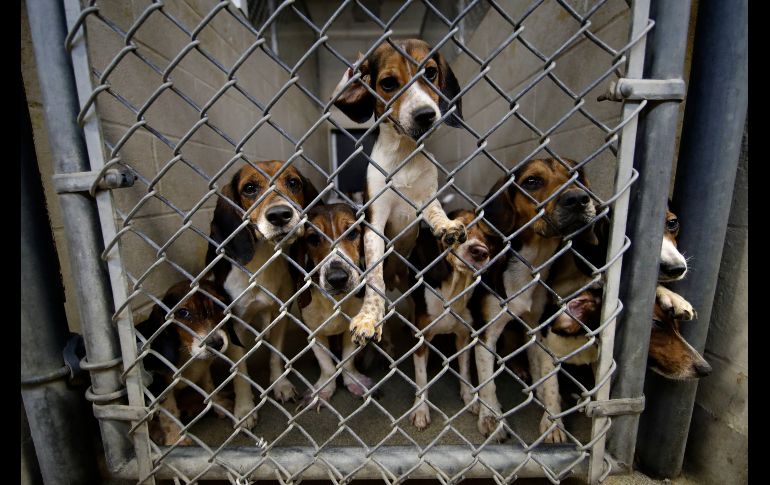 Muchos de los beagle están enfermos y tienen bajo peso. Algunos tienen sarna y otros, problemas de la vista.