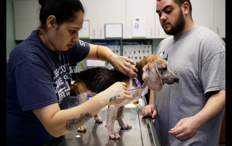 Asistentes de veterinario Yanitsia Gonzales (i) y Nicola Feliciano examinan a uno de los animales. Cuatro trabajadores de bienestar animal y dos camiones se requirieron para sacar a los 71 canes, según informó Barbara Morgan, agente de Lehigh County Humane Society.