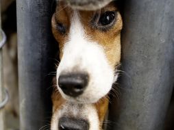 Fotogalería: Rescatan 71 perros de una casa en EU