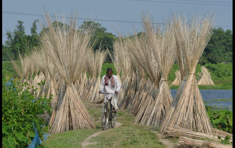 Un poblador pasa junto a varas de yute en Dolapani, India. AFP/B. Boro