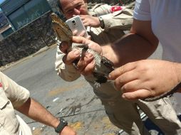 La cría de cocodrilo es rescatada de la boca de tormenta por elementos de seguridad. ESPECIAL/ Bomberos de Guadalajara