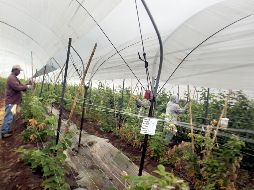 Aunque reconocen que el TLCAN generó pérdida de empleos, también generó mayores sueldos y adopción de tecnología de punta. EL INFORMADOR / ARCHIVO