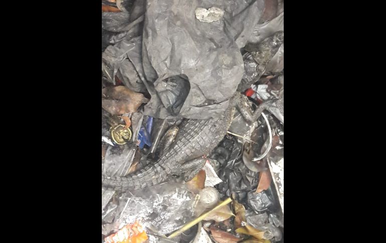 ESPECIAL/ Bomberos de Guadalajara