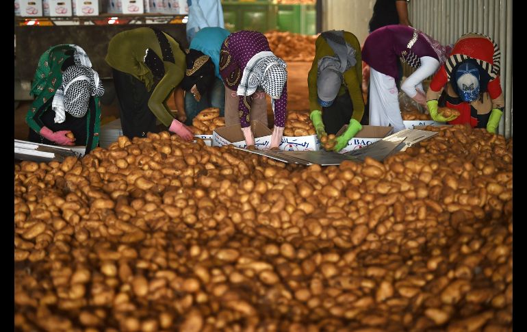 Agricultores meten papas en cajas en la ciudad libanesa de Taanayel, en el valle de Bekaa. EFE/W. Hamzeh
