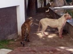 Fotografías mostraron a la leona blanca con las patas y el hocico manchados con sangre, rondando por el patio trasero de la casa, cerca de una piscina. ESPECIAL