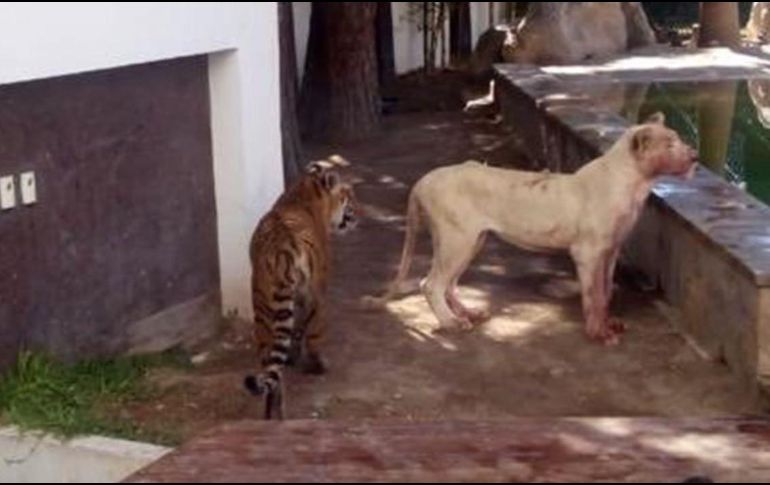 Fotografías mostraron a la leona blanca con las patas y el hocico manchados con sangre, rondando por el patio trasero de la casa, cerca de una piscina. ESPECIAL