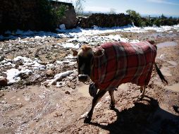 Un frente frío y su masa de aire pueden generar lluvias, granizo, bajas temperaturas, heladas, nevadas y vientos fuertes, además de tormentas invernales. EL INFORMADOR / ARCHIVO