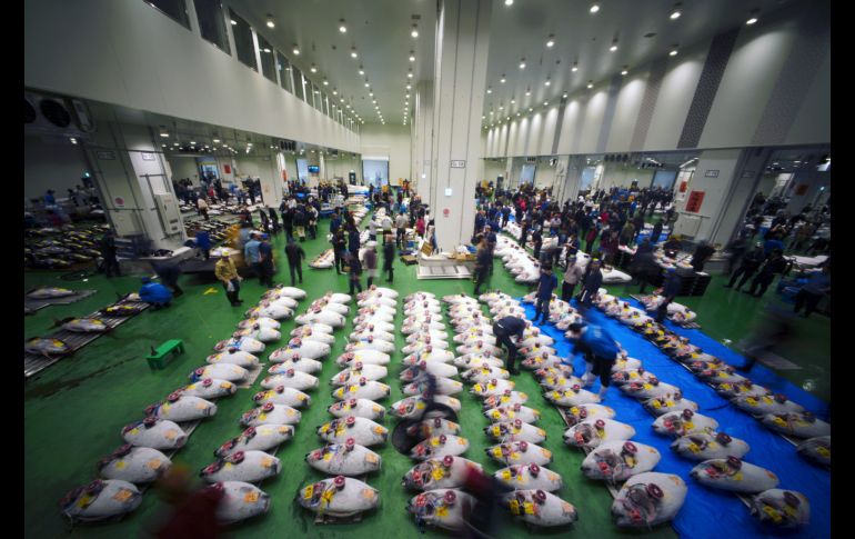 Clientes examinan atunes congelados, durante la primera subasta en Toyuso, el nuevo mercado de pescado en Tokio, Japón. AP/E. Hoshiko