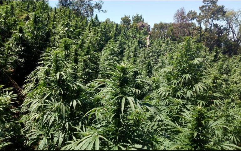 La altura de las plantas era de 1.50 metros. Del hecho se le dio vista al agente del Ministerio Público de la Federación. TWITTER / @FiscaliaJal