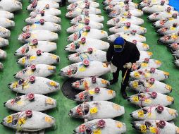 Los atunes gigantes estrenan mercado de Tokio