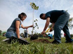 Actualmente se llevan plantados 148 mil árboles de diversas especies en toda la metrópoli. EL INFORMADOR / ARCHIVO