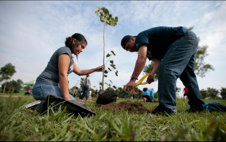 Actualmente se llevan plantados 148 mil árboles de diversas especies en toda la metrópoli. EL INFORMADOR / ARCHIVO