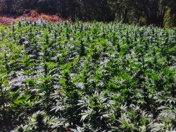 Resaltó que en estos predios las autoridades destruyeron por medio de incineración 163 mil 600 plantas de mariguana, de entre un metro 40 centímetros y un metro 80 centímetros de altura. NTX/ ARCHIVO