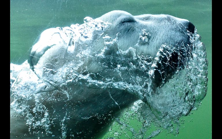 Un oso polar nada en su recinto en el zoológico en Gelsenkirchen, Alemania, en un día cálido. AP/M. Meissner