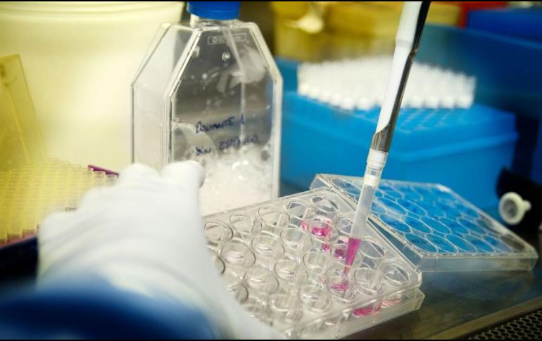 Hasta ahora, el trasplante de células madre se recomienda exclusivamente para tratar enfermedades hematológicas graves. ESPECIAL / irsicaixa.e