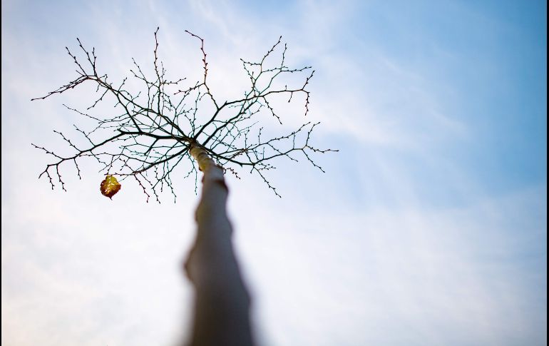 Una hoja cuelga de un árbol en la montaña Kahler Asten, cerca de la ciudad alemana de Warendorf. AFP/DPA/G. Kirchner