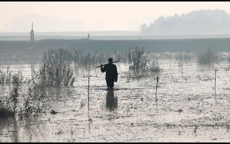 Un trabajador cosecha arándanos en la granja estatal ''Polesskie Zhuraviny'' del pueblo de Selishche, Bielorrusia. Alrededor de un 80% de este producto, que se introdujo desde Estados Unidos, se exporta posteriormente a otros países. EFE/T. Zenkovich