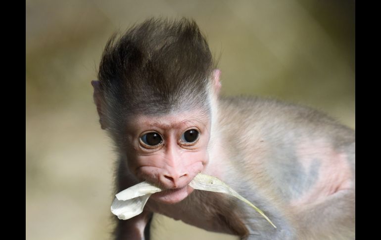 Una mona dril de tres semanas, llamada 