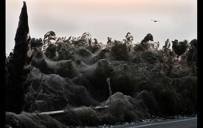 La gigantesca seda arácnida cubre la vegetación.