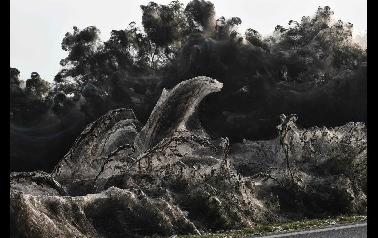 La telaraña se extiende por unos mil metros a lo largo del lago, con unos 10 metros de ancho.