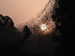Telaraña gigante cubre 10 mil metros cuadrados en una playa griega