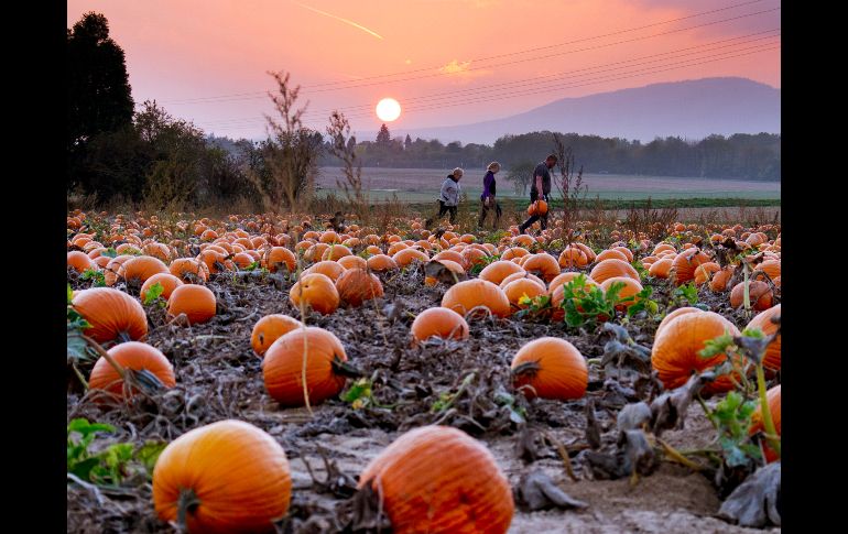 Personas recogen calabazas en un campo a las afueras de la ciudad alemana de Fráncfort. AP/M. Probst