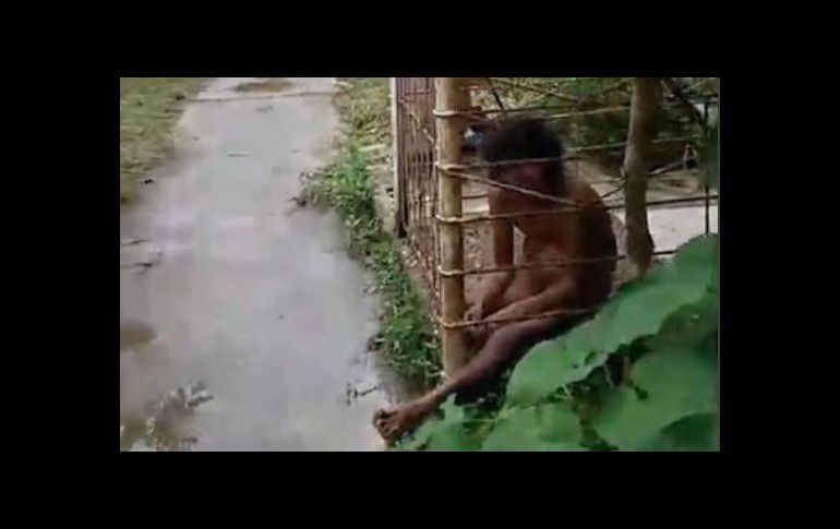 El hallazgo ocurrió en el fraccionamiento Las Piedritas. ESPECIAL