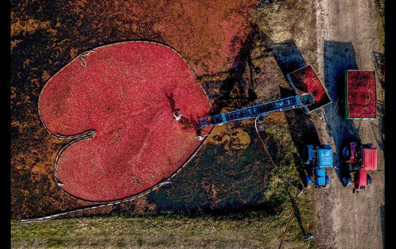 Trabajadores cosechan arándanos en una granja de Selishche, Bielorrusia. AFP/M. Malinovsky