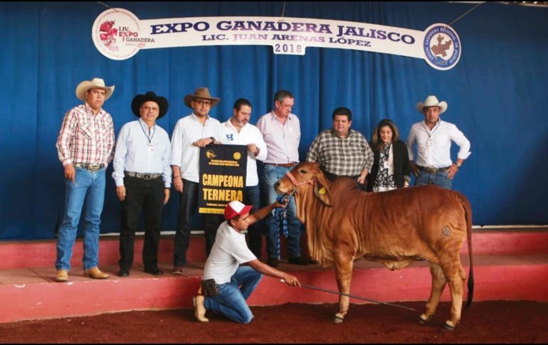 En la Expo Ganadera se realiza la exhibición de ejemplares de competición. EL INFORMADOR/E. Barrera