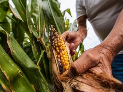 El alza de la temperatura global y fenómenos como huracanes reducen no sólo la cantidad de productos agrícolas, sino que baja su calidad debido al empobrecimiento de los suelos. EL INFORMADOR / ARCHIVO